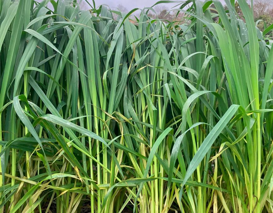 Milton green chop silage